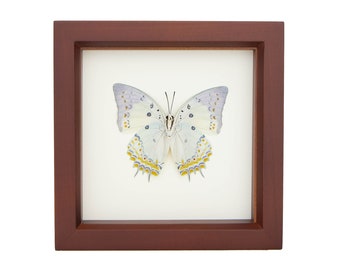 Framed Butterfly Jewelled Nawab Insect Taxidermy Display