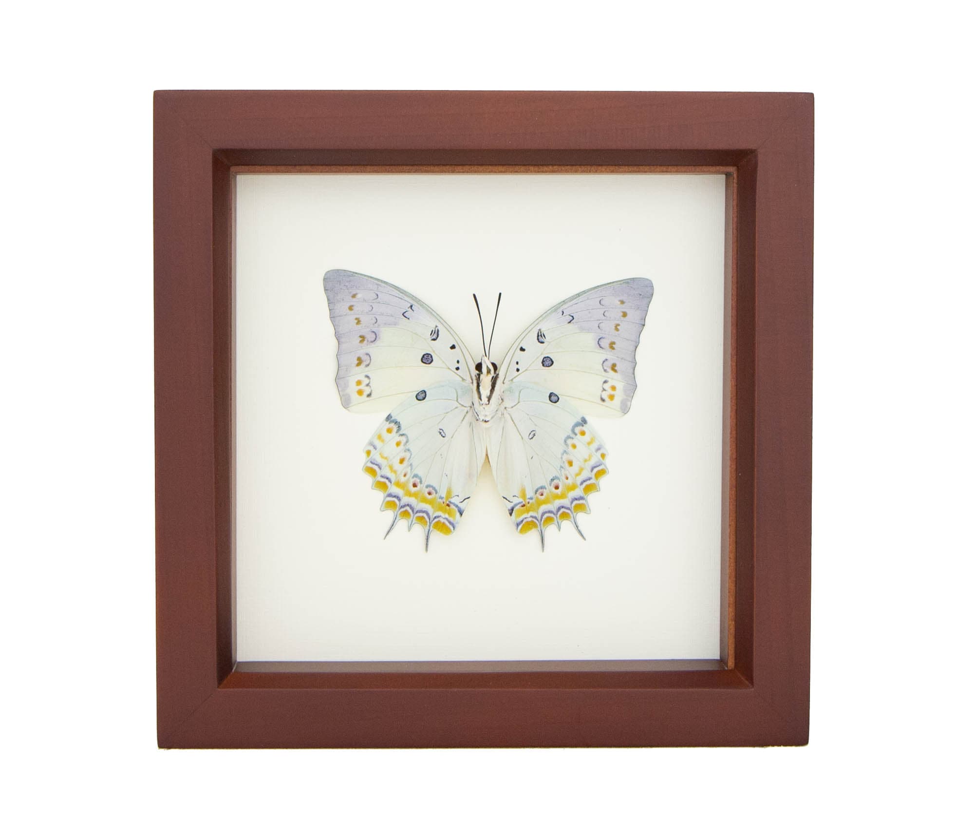 Framed Butterfly Jewelled Nawab Insect Taxidermy Display