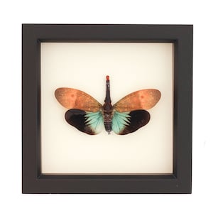 Framed Lanternfly Insect Display Pyrops pyrorhyncha 6x6