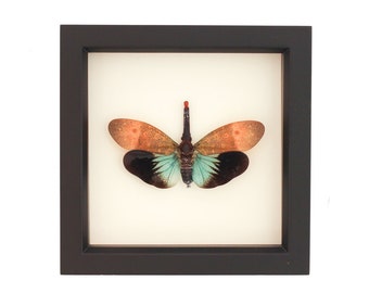 Framed Lanternfly Insect Display Pyrops pyrorhyncha 6x6