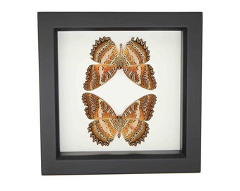 Framed Leopard Lacewing Butterfly Art Set 6x6 707