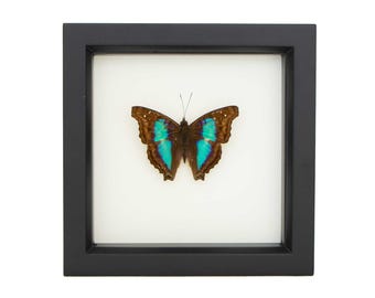 Framed Turquoise Emperor Doxocopa cherubina 6x6 UV Blocking Display