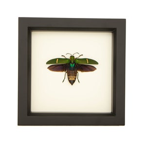 Real Framed Jewel Beetle 6x6 UV Glass Protection