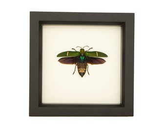 Real Framed Jewel Beetle 6x6 UV Glass Protection