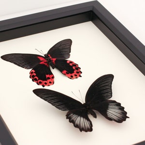 Framed Butterfly Collection Red Scarlet Mormon Insect Display 9x11