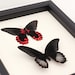 see more listings in the Framed Insect COLLECTION section