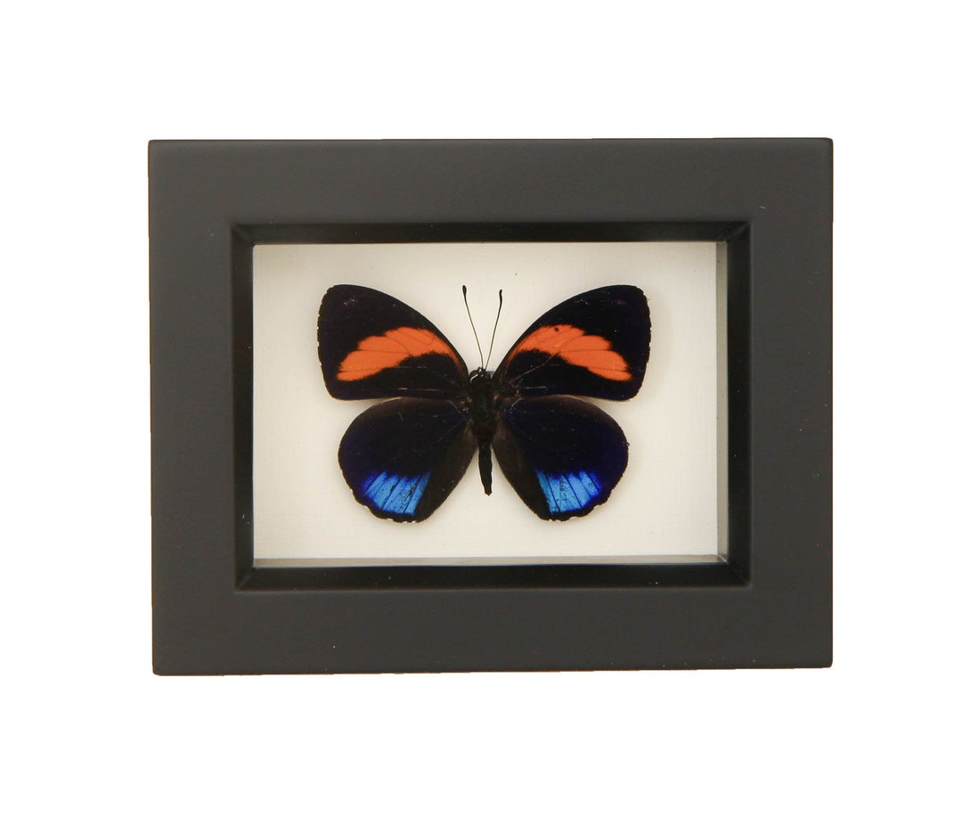 Insect Display 88 Excelsior CALLICORE PASTAZZA 4.5x3.5 Inch Frame - Etsy