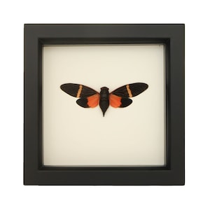 Framed Petite Black and Orange Tropical Cicada Display 6x6