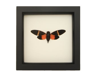 May include: A preserved cicada specimen displayed inside a square black shadow box frame. The insect features a black body with vibrant orange patches on the lower wings and distinct orange bands across the upper black wings against a white background.
