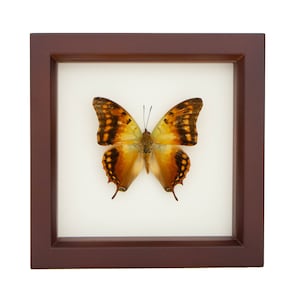 Butterfly Display Charaxes candiope Framed Insect Art image 1