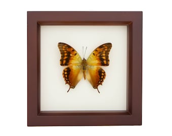 Butterfly Display Charaxes candiope Framed Insect Art