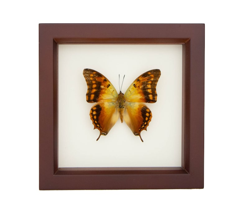 Butterfly Display Charaxes candiope Framed Insect Art image 1