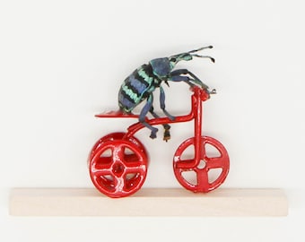Real Beetle Riding Red Tricycle Natural History Insect Art