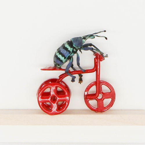 Véritable scarabée chevauchant un tricycle rouge, histoire naturelle, insecte, art