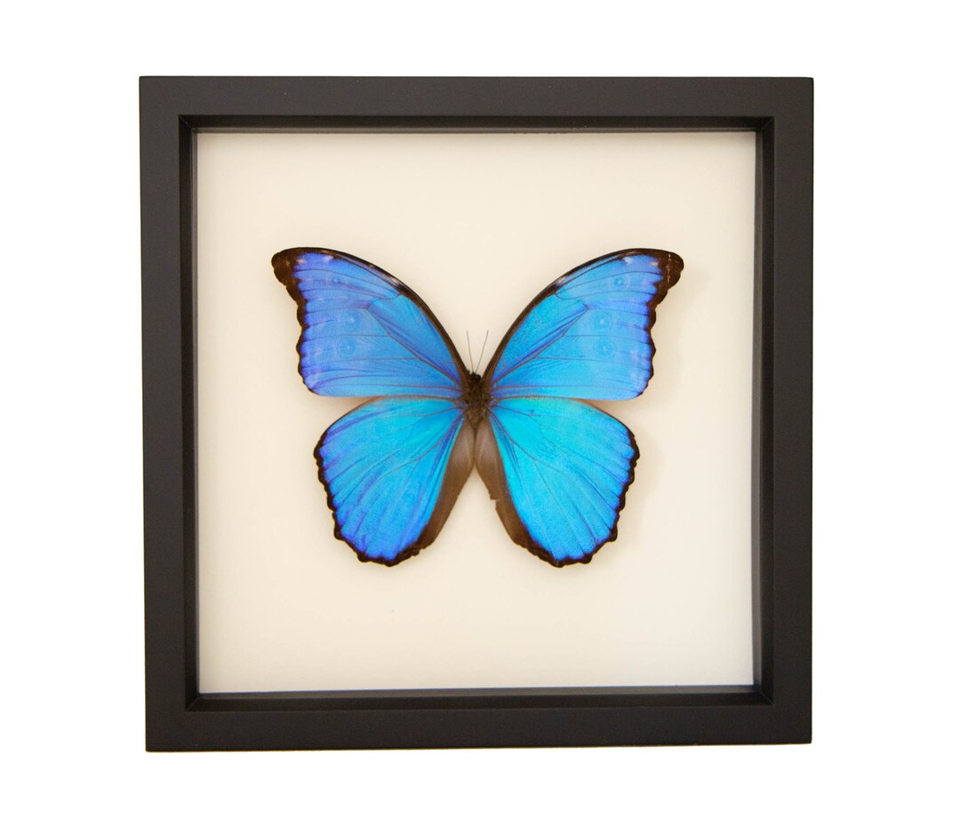 蝶 標本 Morpho didius Real Blue Morpho Butterfly Didius Species 9x9 - Etsy