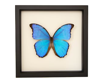 Real Blue Morpho Butterfly Didius Species 9x9