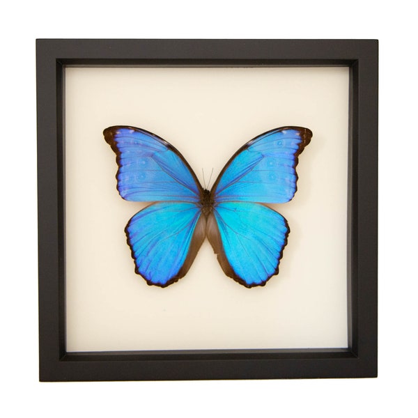 Real Blue Morpho Butterfly Didius Species 9x9