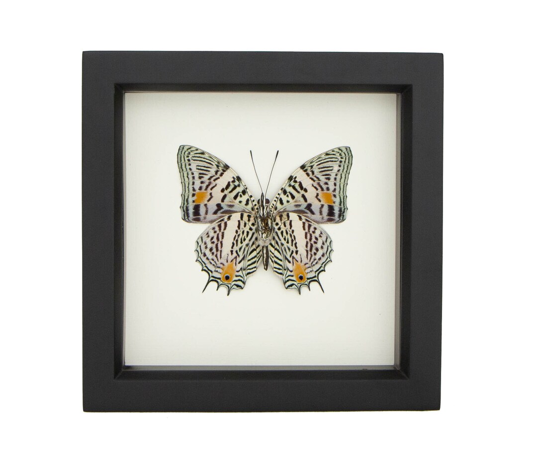 Narrow Lined Beauty Framed Butterfly Boxes Display Baeotus Japetus - Etsy