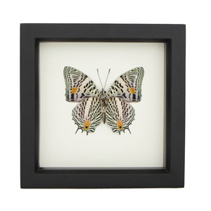 Narrow Lined Beauty Framed Butterfly Boxes Display Baeotus japetus
