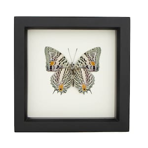 May include: A framed butterfly specimen with black and white wings and orange accents. The butterfly is mounted on a white background and framed in a black frame.