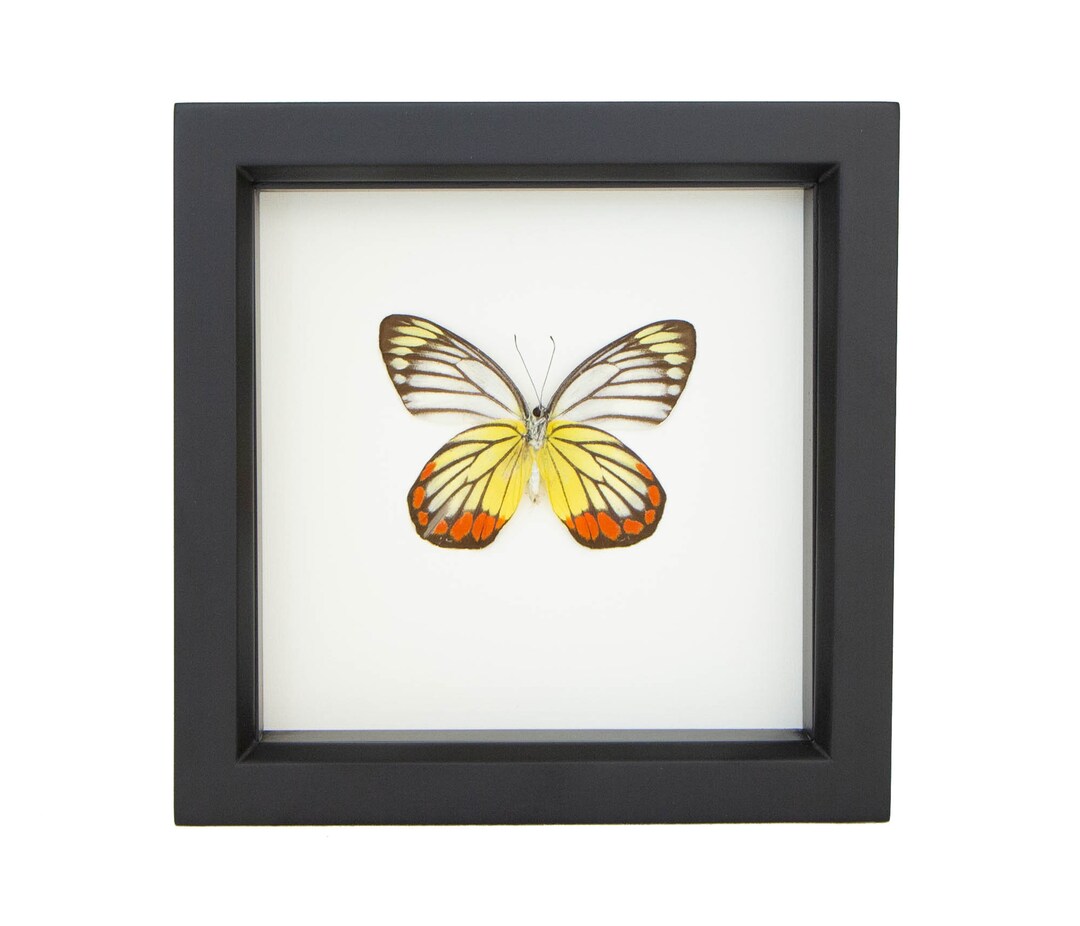 Framed Butterfly Display Yellow Orange Garden Painted Jezibel - Etsy