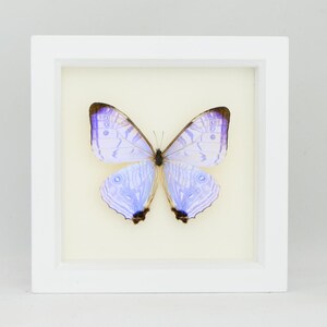 Framed Morpho Butterfly Decor Display 6x6 UV blocking Glass image 5