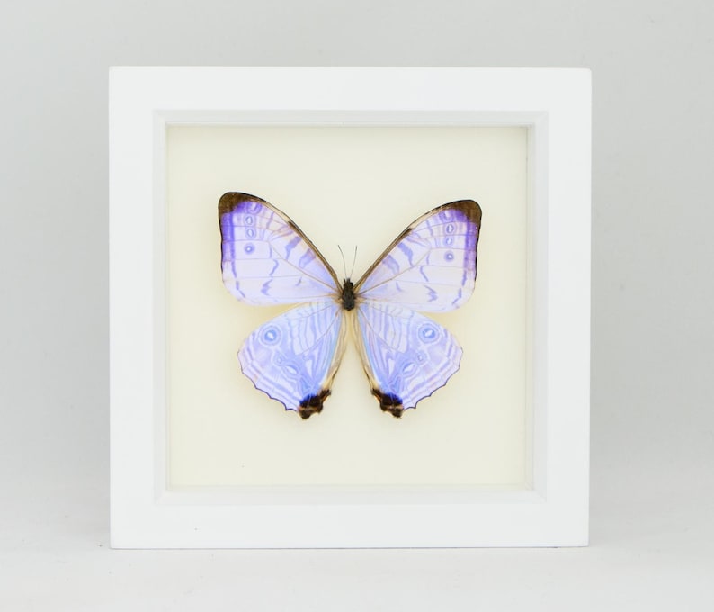 Framed Morpho Butterfly Decor Display 6x6 UV blocking Glass image 5