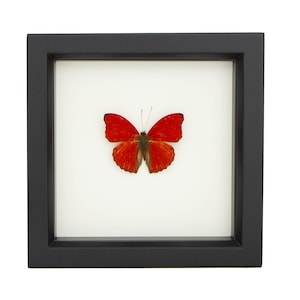 Real Red Butterfly Mounted Shadowbox Display
