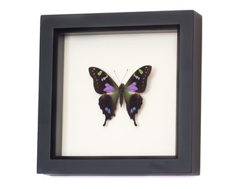 3D Wall Art Insect Entomology Shadow Box Display 6x6