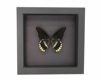 Framed Black and Cream Colored Butterfly on Black Archival Paper 6x6 Battus streckerianus