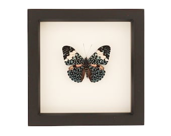 Framed Butterfly Cracker Butterfly 6x6 inches