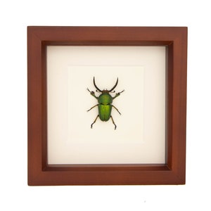 Green Framed Stag Beetle Insect Display Lamprima adolphinae 6x6