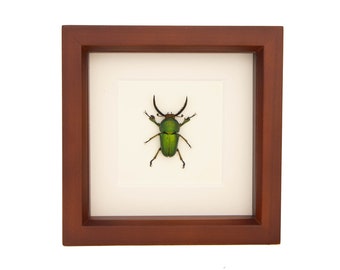 Green Framed Stag Beetle Insect Display Lamprima adolphinae 6x6