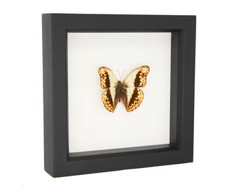 Arte de mariposa planeadora Herminia enmarcado real 6x6