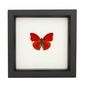 Blood Red Butterfly Insect Display