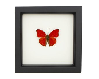 May include: A preserved red butterfly specimen displayed inside a square black frame. The butterfly is centered against a plain white background, showcasing its vibrant red wings with dark edges and delicate antennae, protected by the frame.