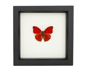 Blood Red Butterfly Insect Display