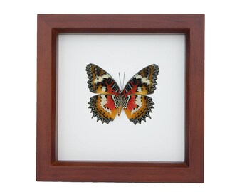 Framed Malay Lacewing Cethosia hypsea