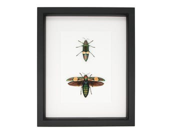 Framed Wood Boring Jewel Beetle in Resting and Flight Position 9x11 Frame