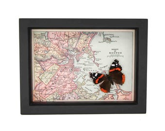 Mapa enmarcado de Boston con mariposa Almirante Roja nativa, 6x8 pulgadas, con protección UV.