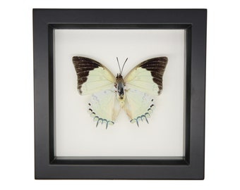 Framed Jeweled Nawab Insect Taxidermy Display 6x6 100