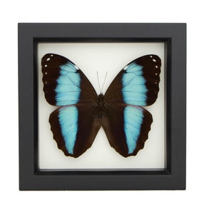 May include: A framed butterfly specimen with blue and brown wings. The butterfly is mounted on a white background and framed in a black frame.