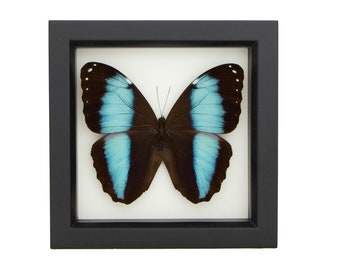 Framed Butterfly Display Blue Banded Morpho Butterfly