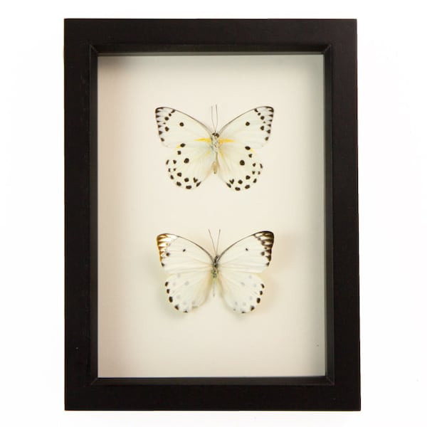 Colección de mariposas reales Arte mural de insectos con lunares Belenois calypso