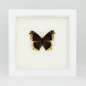 Real Framed Butterfly Mourning Cloak Spring Butterfly - Etsy