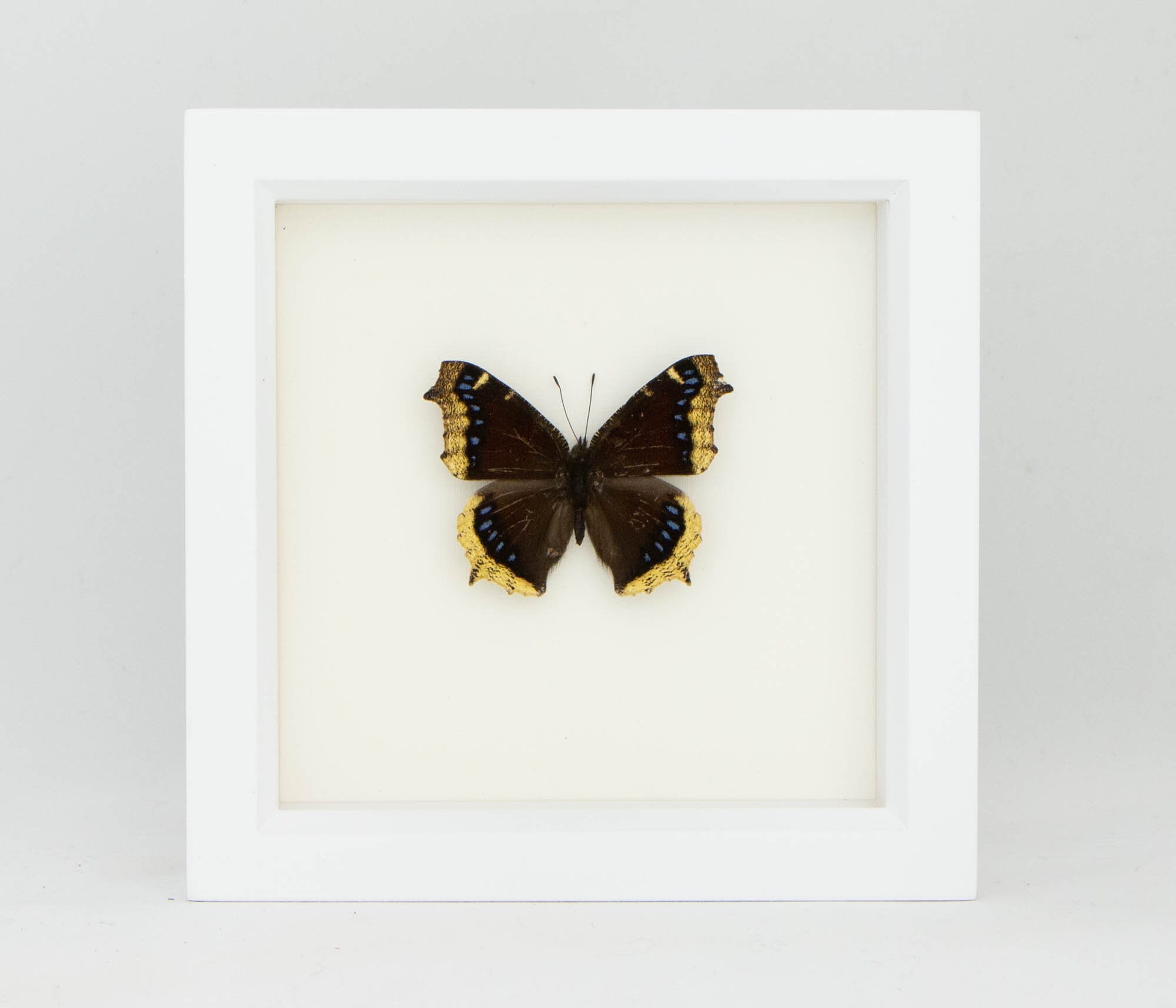 Real Framed Butterfly Mourning Cloak Spring Butterfly - Etsy