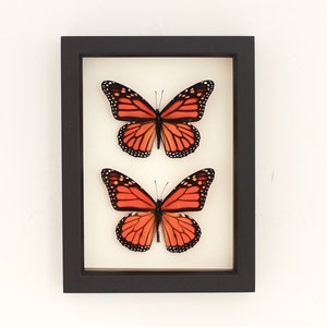 framed monarch butterfly male and female display