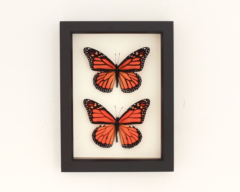 framed monarch butterfly male and female display