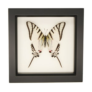 Zebra Kite Swallowtail Butterfly Display UV blocking glass 6x6