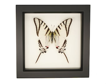 Zebra Kite Swallowtail Butterfly Display UV blocking glass 6x6